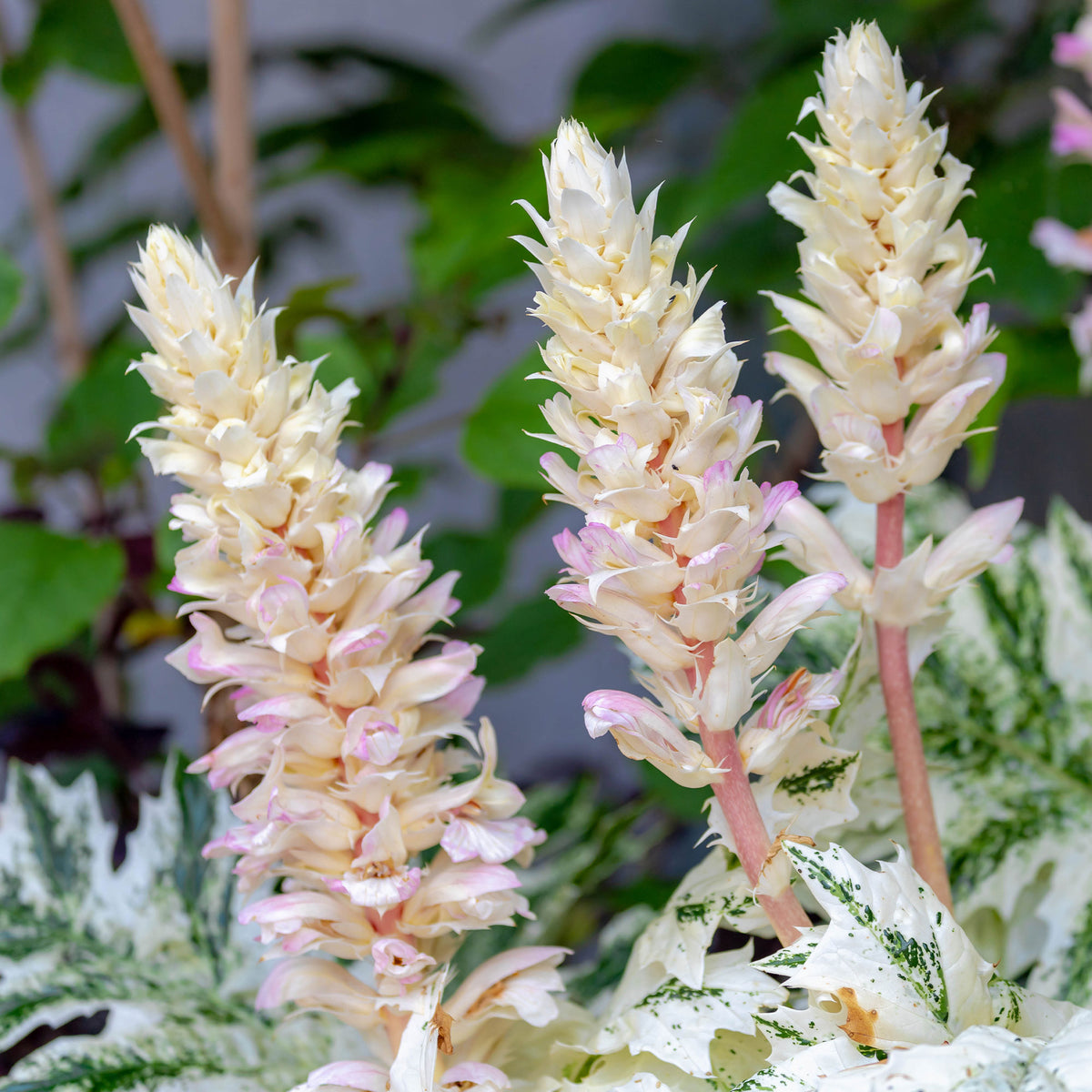 Stekelige berenklauw de Tasmanie Angel - Acanthus hybride tasmanian angel - Willemse