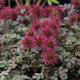 Stekelnootje Kupferteppich - Acaena microphylla Kupferteppich - Willemse