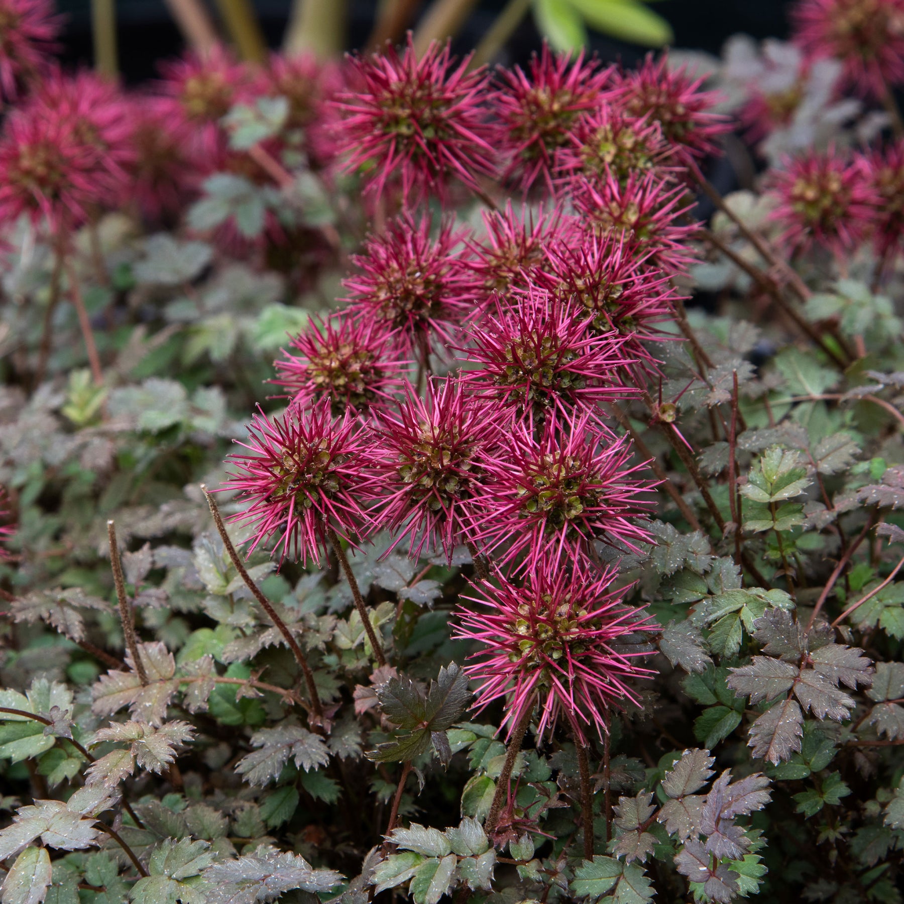 Stekelnootje Kupferteppich - Acaena microphylla Kupferteppich - Willemse
