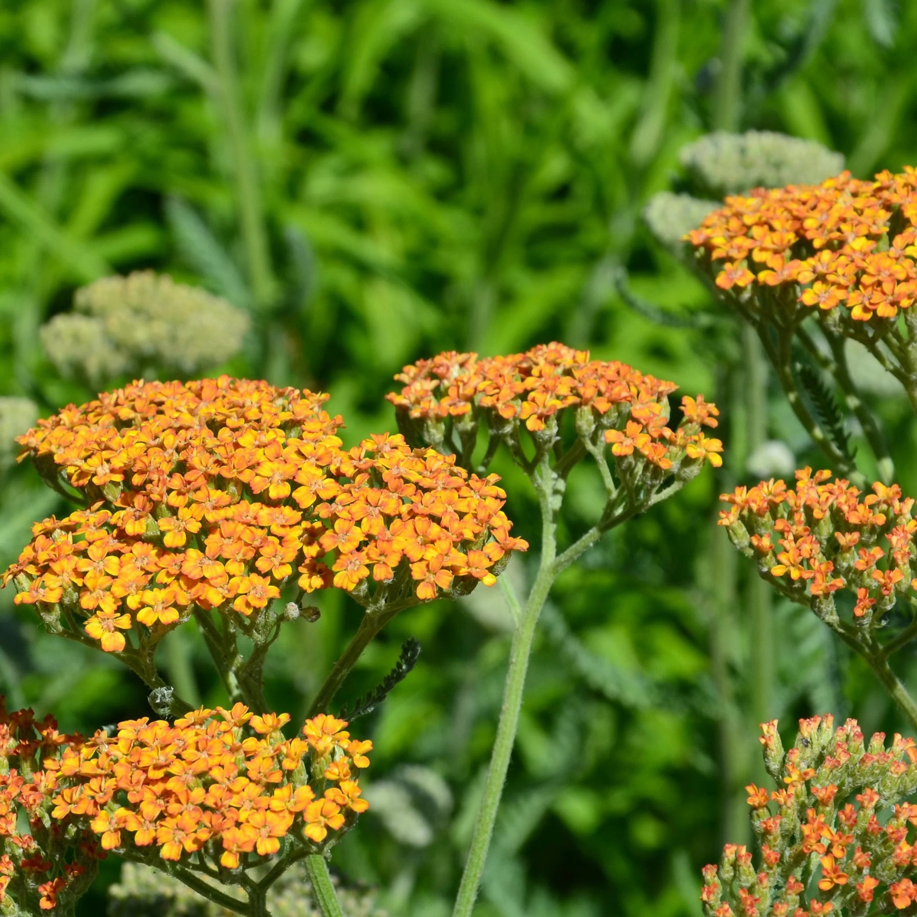 Vaste planten - 5 vaste planten voor landelijke border - Stipa gigantea, Pennisetum alopecuroides,Rudbeckia fulgida,Achillea millefolium,Persicaria amplexicaulis 