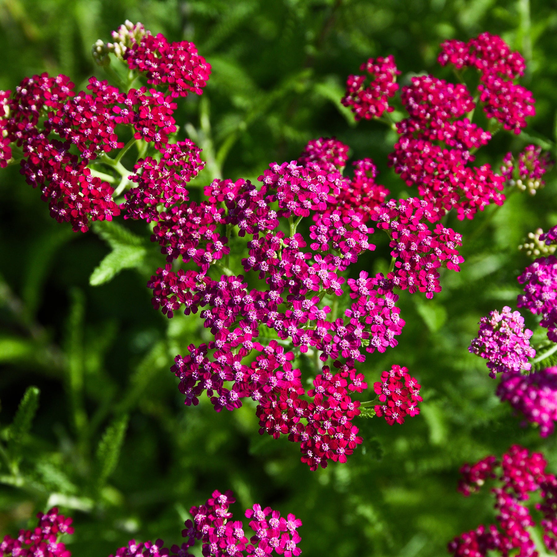 Bloeiende vaste planten - Duizendblad Cerise Queen - Achillea millefolium Cerise Queen