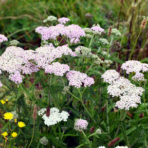 Duizendblad Lilac Beauty - Willemse