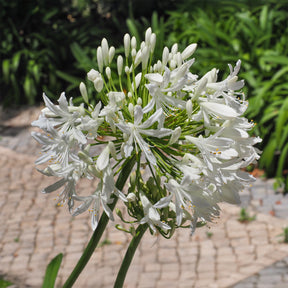 Agapanthus - Afrikaanse lelie 'Albus' - Agapanthus africanus albus