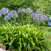 Agapanthus - Afrikaanse lelie - Agapanthus africanus
