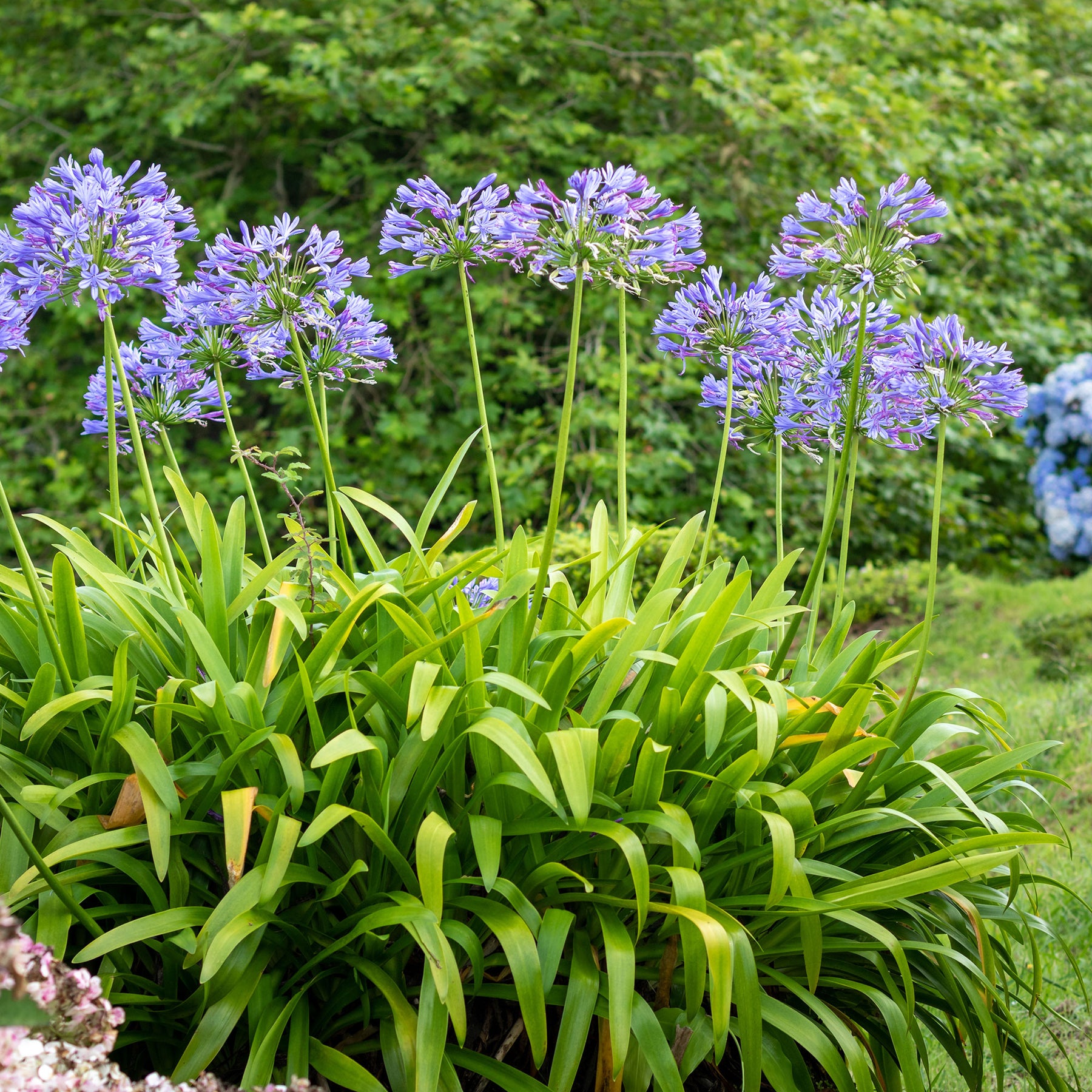 Afrikaanse lelie