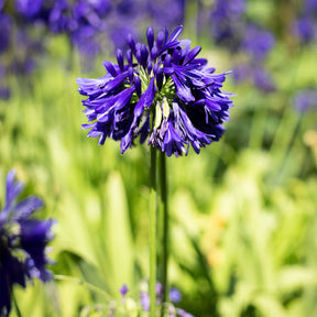 Agapanthus Purple Cloud / Afrikaanse lelie - Agapanthus purple cloud - Willemse