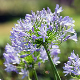 Afrikaanse lelie Peter Pan - Agapanthus Peter Pan - Willemse