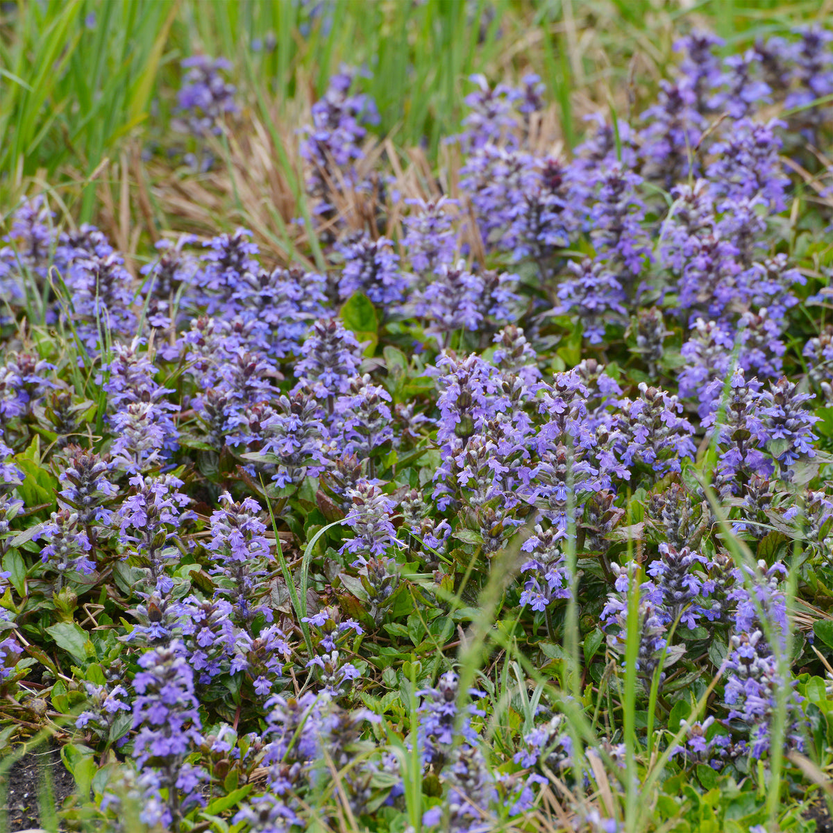 Zenegroen - Willemse