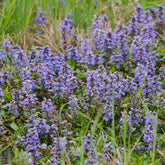 Zenegroen - Willemse