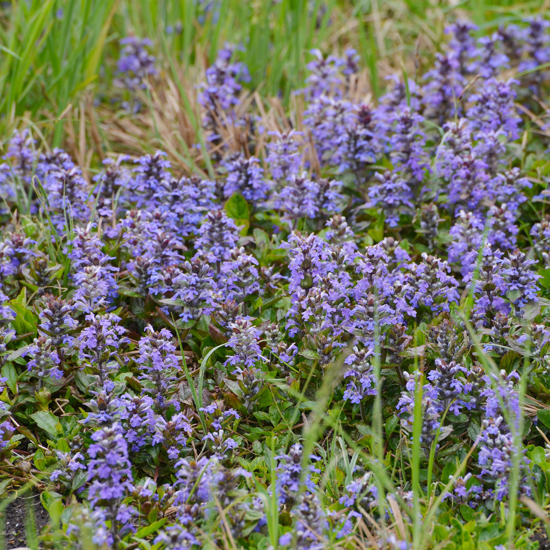 Zenegroen - Willemse