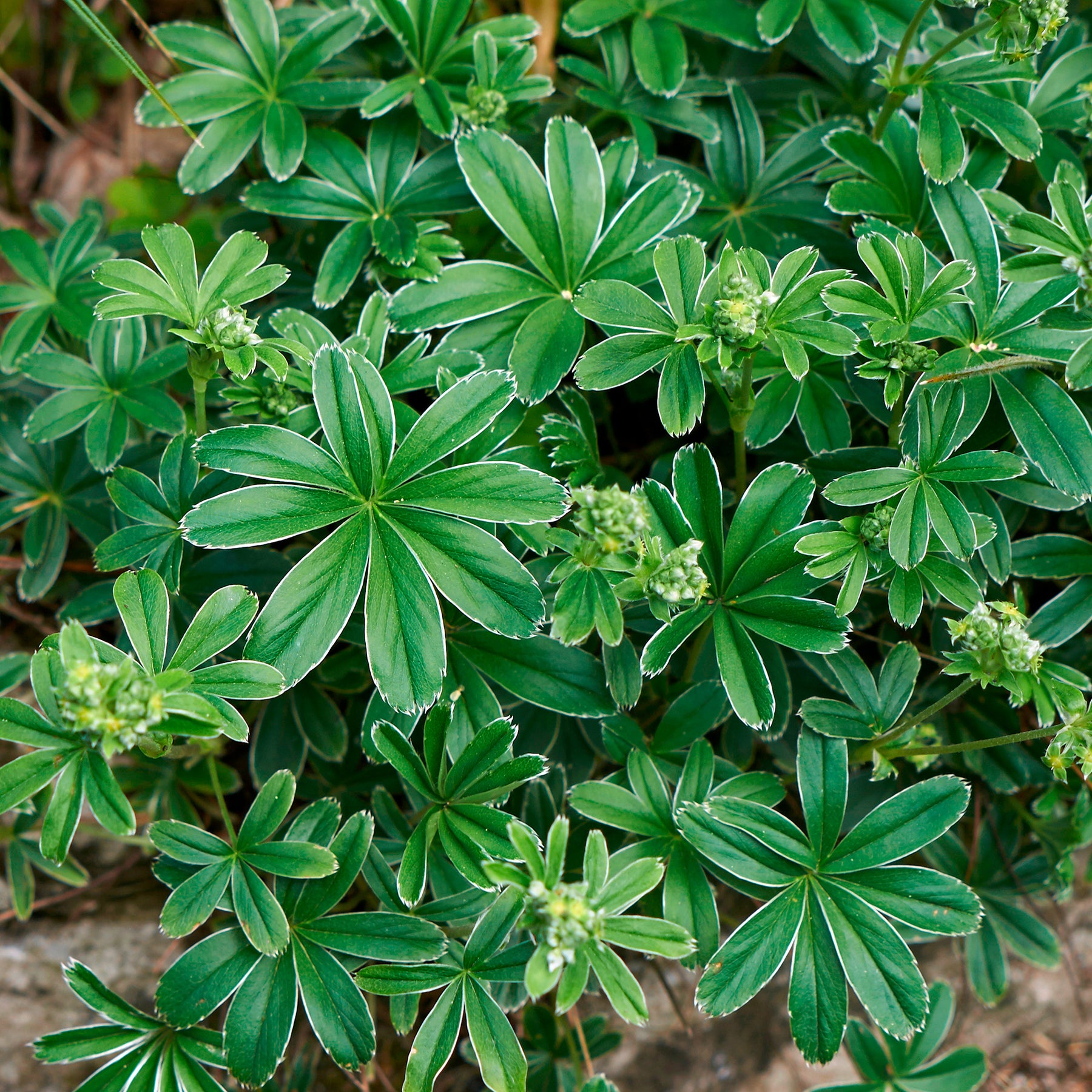 Alpiene vrouwenmantel