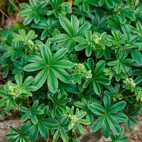 Alpiene vrouwenmantel