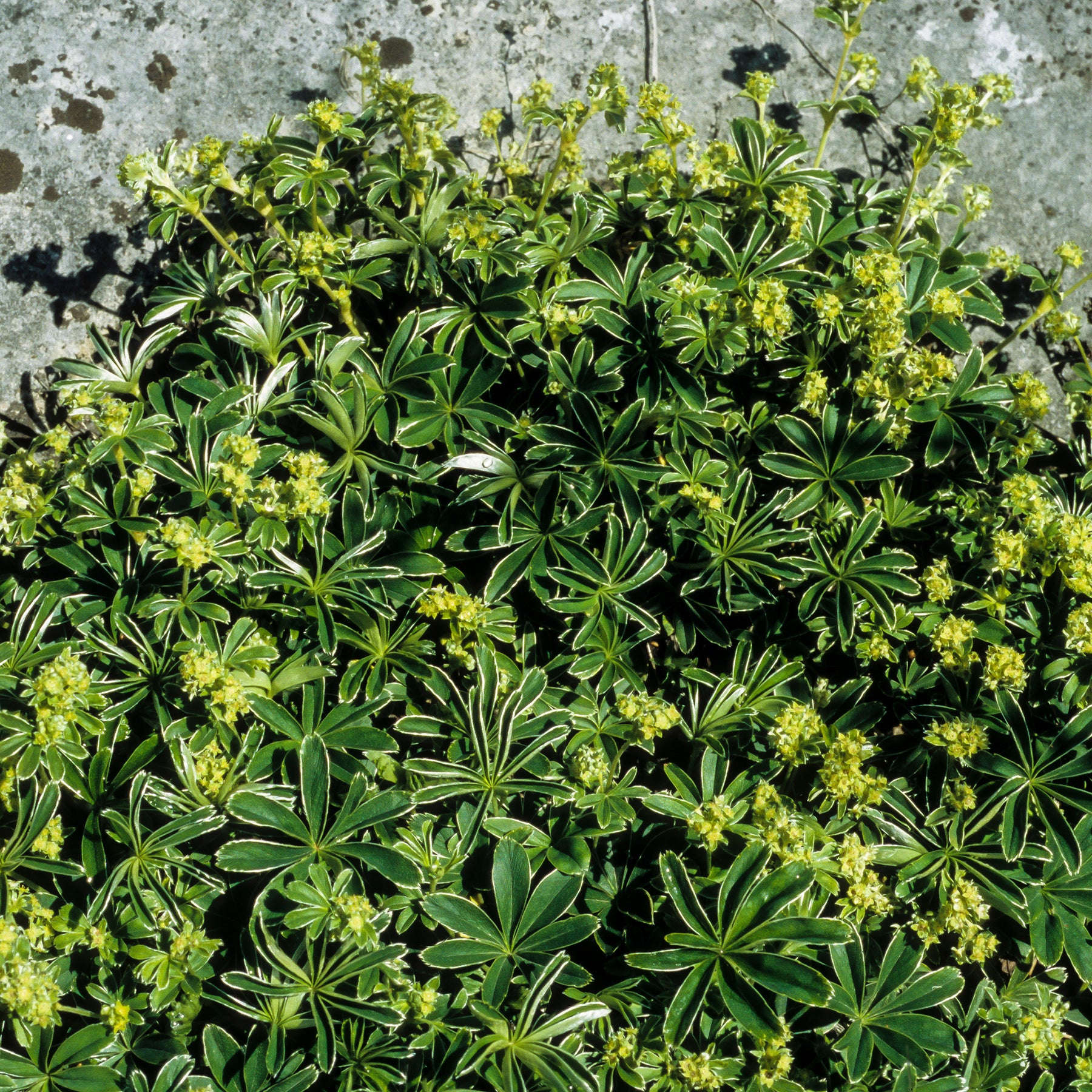 Alpiene vrouwenmantel