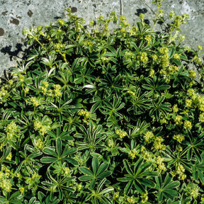 Alpiene vrouwenmantel