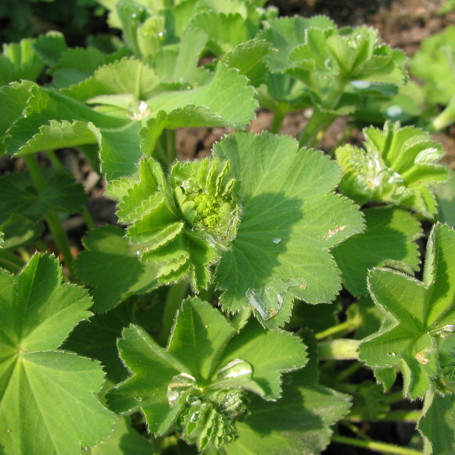Vrouwenmantel - Alchemilla epipsila - Willemse