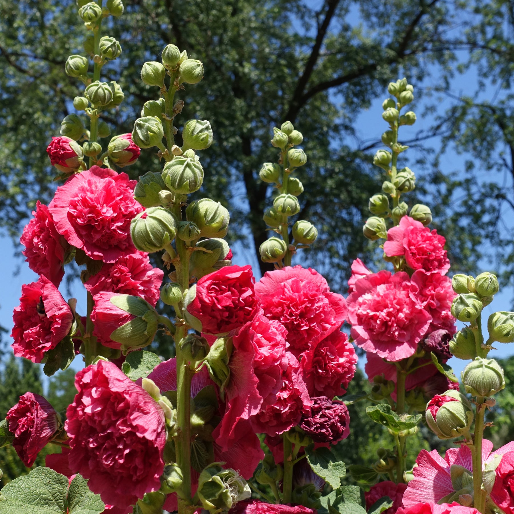 Dubbelbloemige stokroos - roze - Alcea rosea chaters double group pink - Willemse