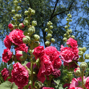 Dubbelbloemige stokroos - roze - Alcea rosea chaters double group pink - Willemse