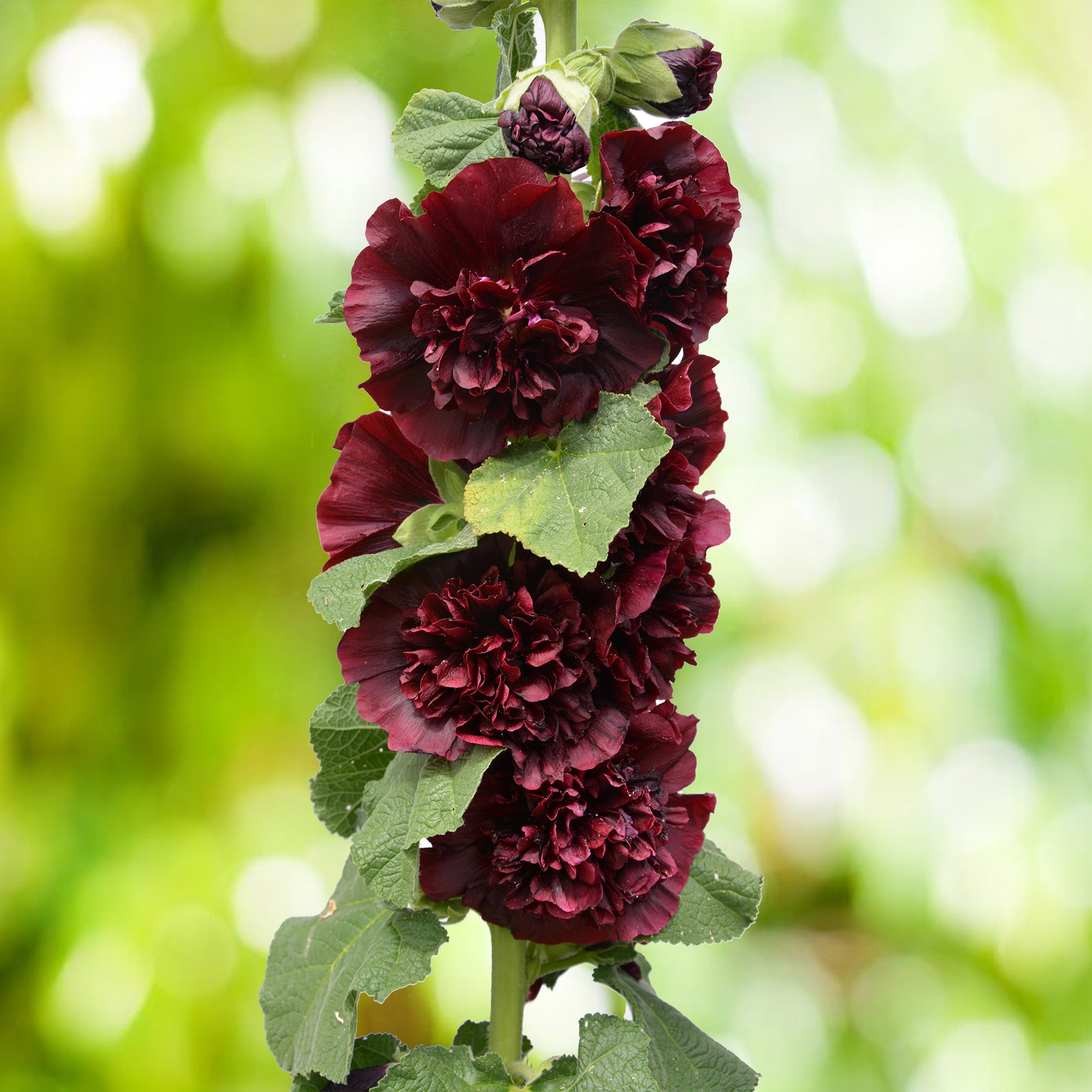 Stokroos Chaters Double Purple - Willemse