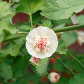 Alcalthaea Parkallee - Alcalthaea suffrutescens Parkallee - Willemse