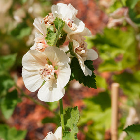 Alcalthaea Parkallee