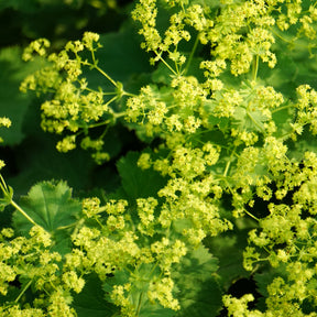 Vrouwenmantel - Alchemilla vulgaris - Willemse