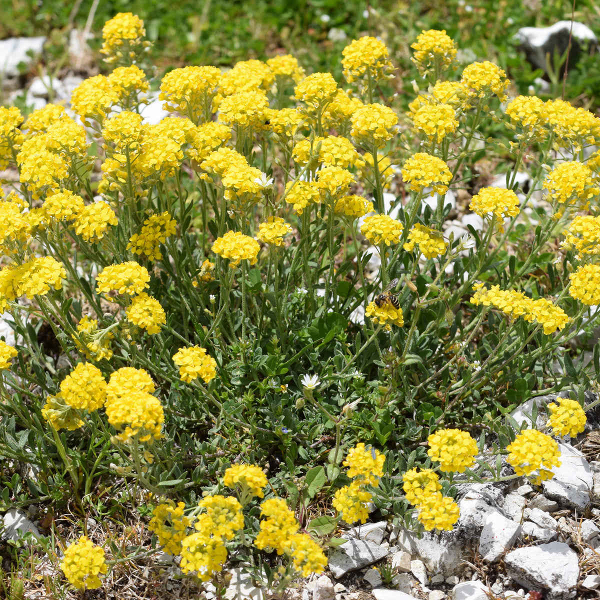 Schildzaad - Alyssum montanum Berggold - Willemse