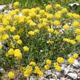 Schildzaad - Alyssum montanum Berggold - Willemse