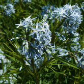 Blauwe ster hubrichtii - Amsonia hubrichtii - Willemse