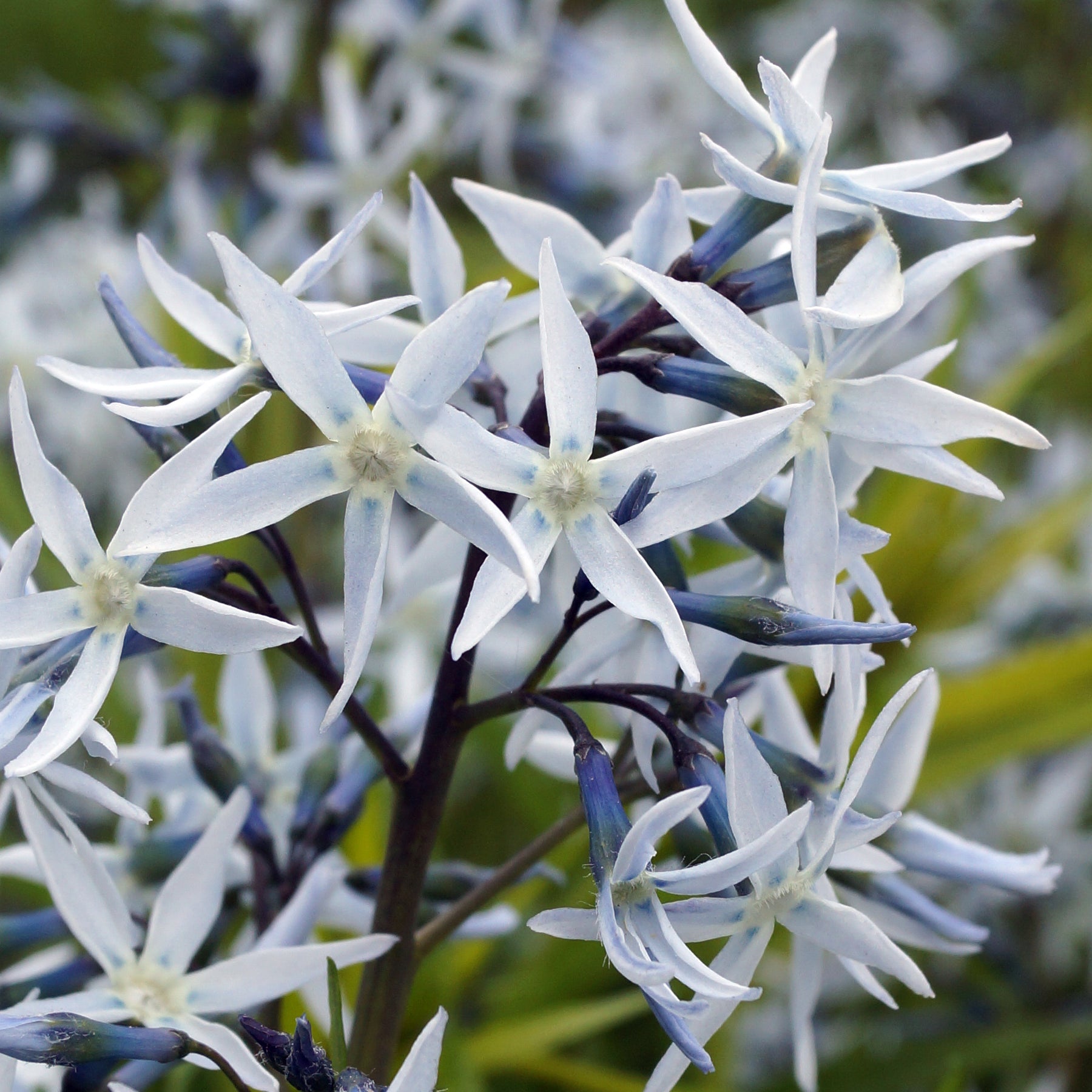Blauwe ster hubrichtii - Willemse