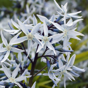 Blauwe ster hubrichtii - Willemse