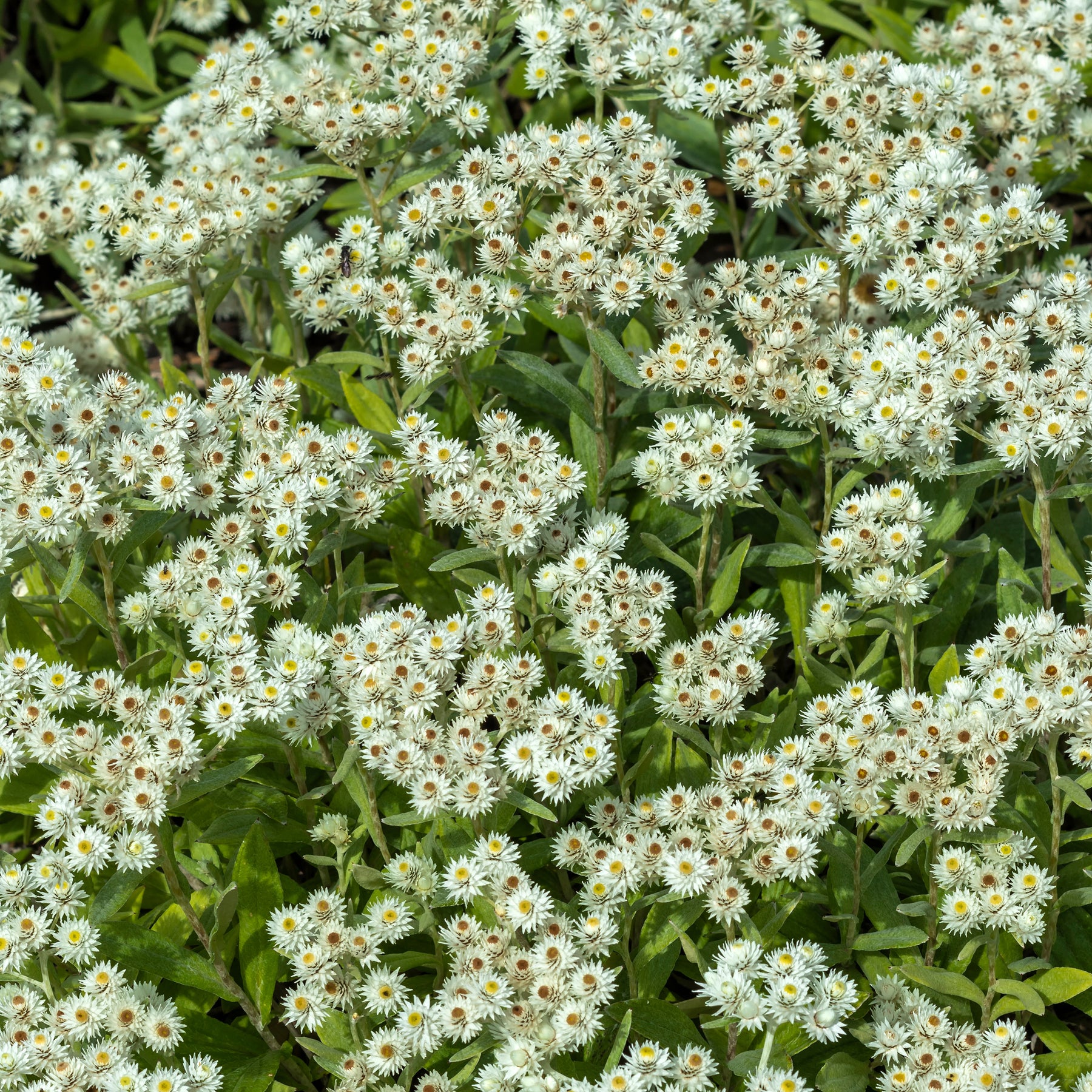 Marokkaanse kamille Sommerschnee - Willemse