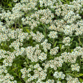 Marokkaanse kamille Sommerschnee - Willemse
