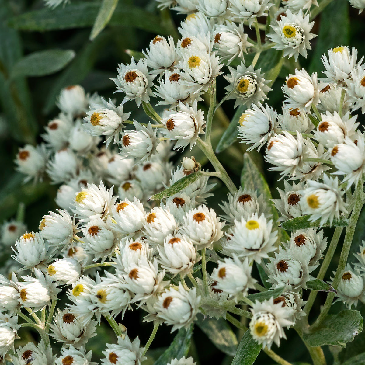Marokkaanse kamille Sommerschnee - Anaphalis triplinervis Sommerschnee - Willemse