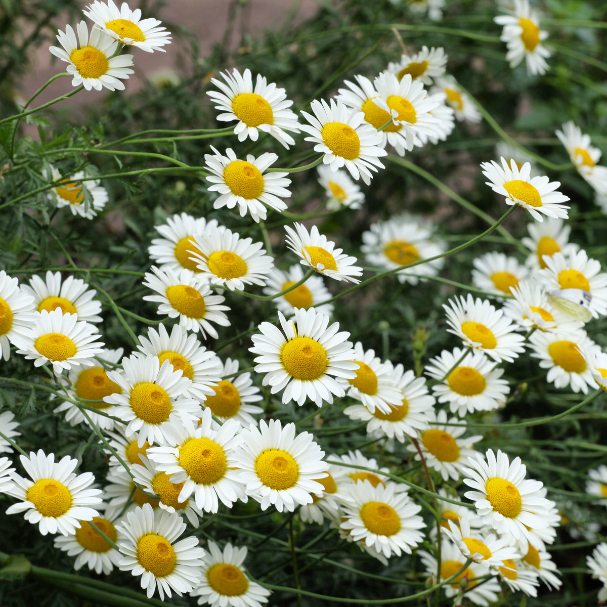 Verfkamille  Sauce Hollandaise - Anthemis x hybrida Sauce Hollandaise - Willemse