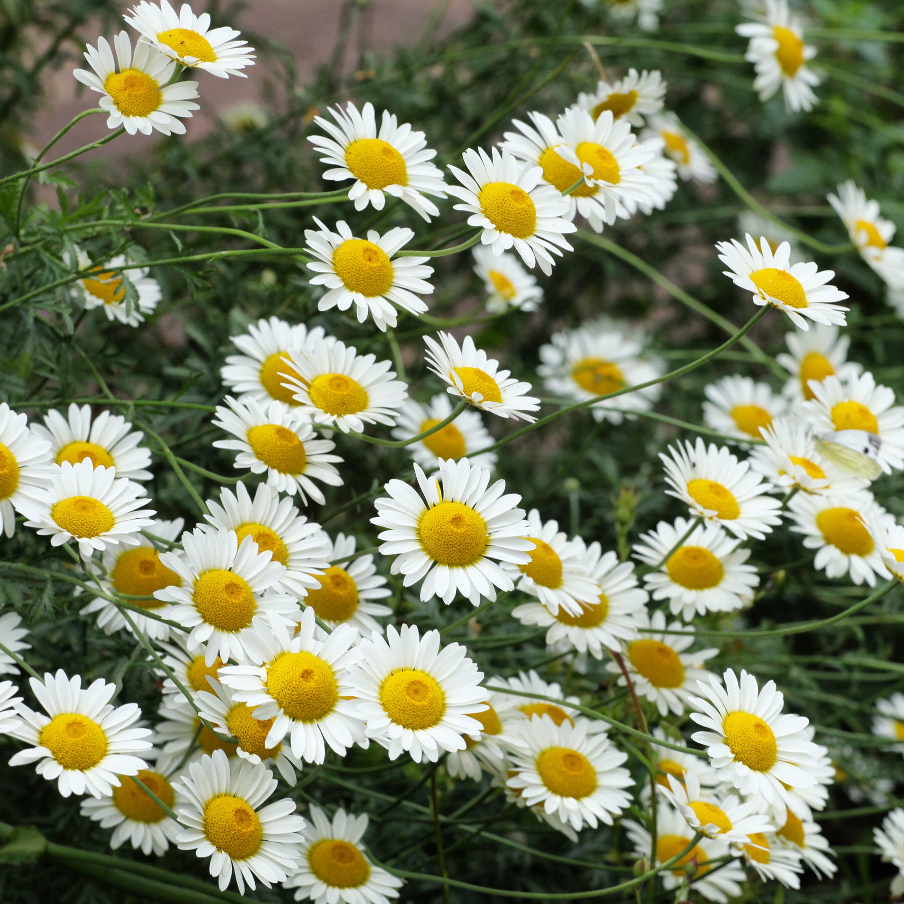 Verfkamille  Sauce Hollandaise - Anthemis x hybrida Sauce Hollandaise - Willemse