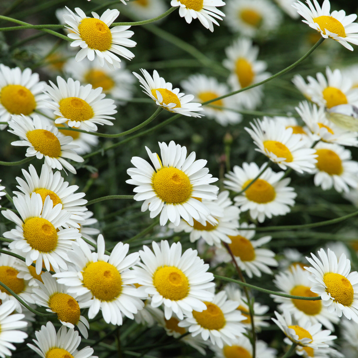 Verfkamille  Sauce Hollandaise - Willemse