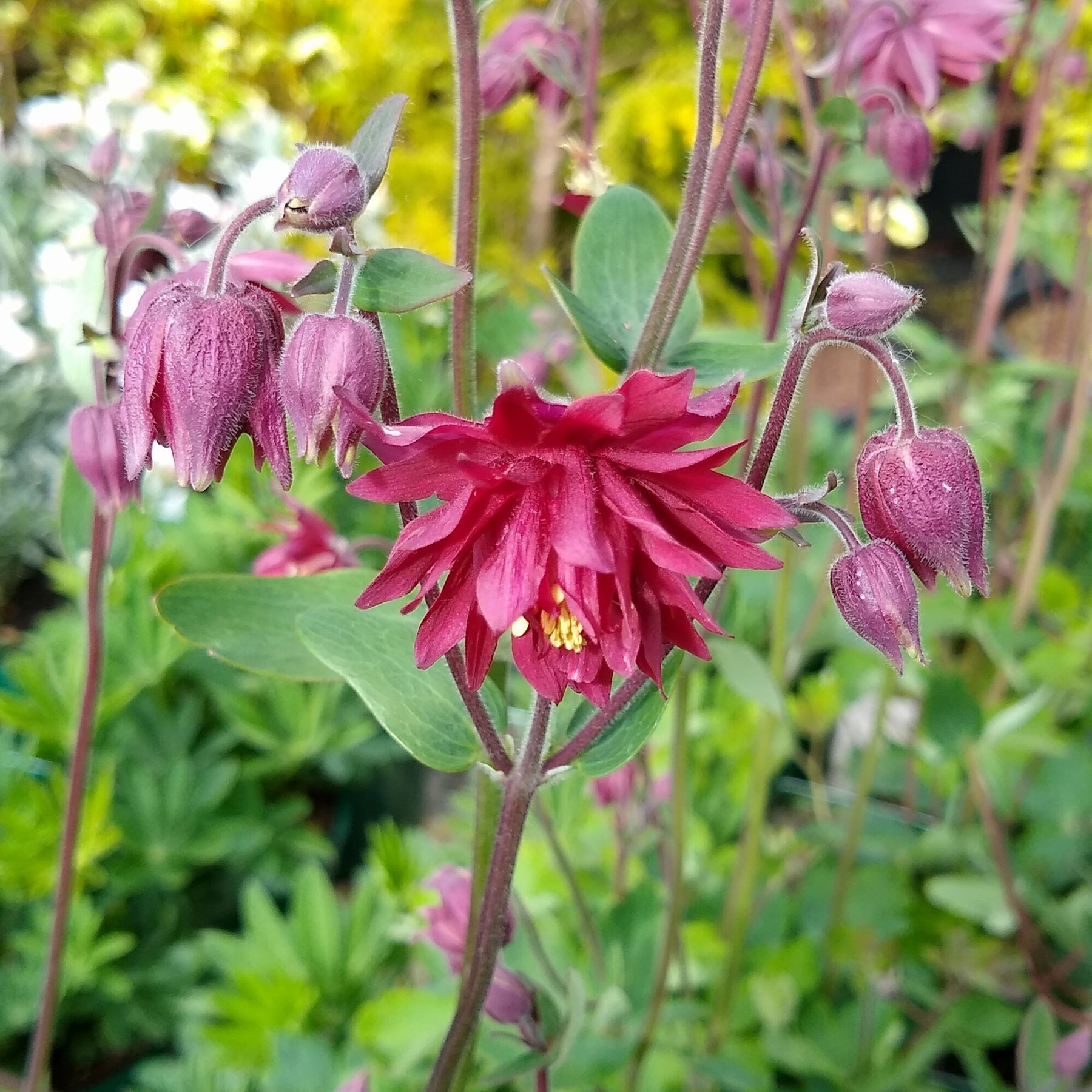 Akelei 'Ruby Port' - Willemse