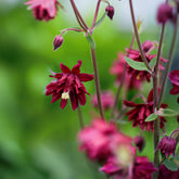 Aquilegia vulgaris ruby port - Akelei 'Ruby Port' - Akelei