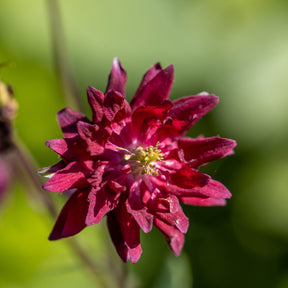 Akelei 'Ruby Port' - Aquilegia vulgaris ruby port - Willemse