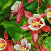 Akelei Crimson Star - Aquilegia Crimson Star - Willemse