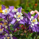 Akelei Mrs M. Nicholls - Aquilegia Mrs. M. Nicholls - Willemse