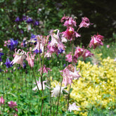 Akelei Heidi - Aquilegia vulgaris heidi - Willemse