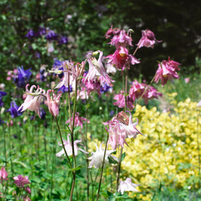 Akelei Heidi - Aquilegia vulgaris heidi - Willemse