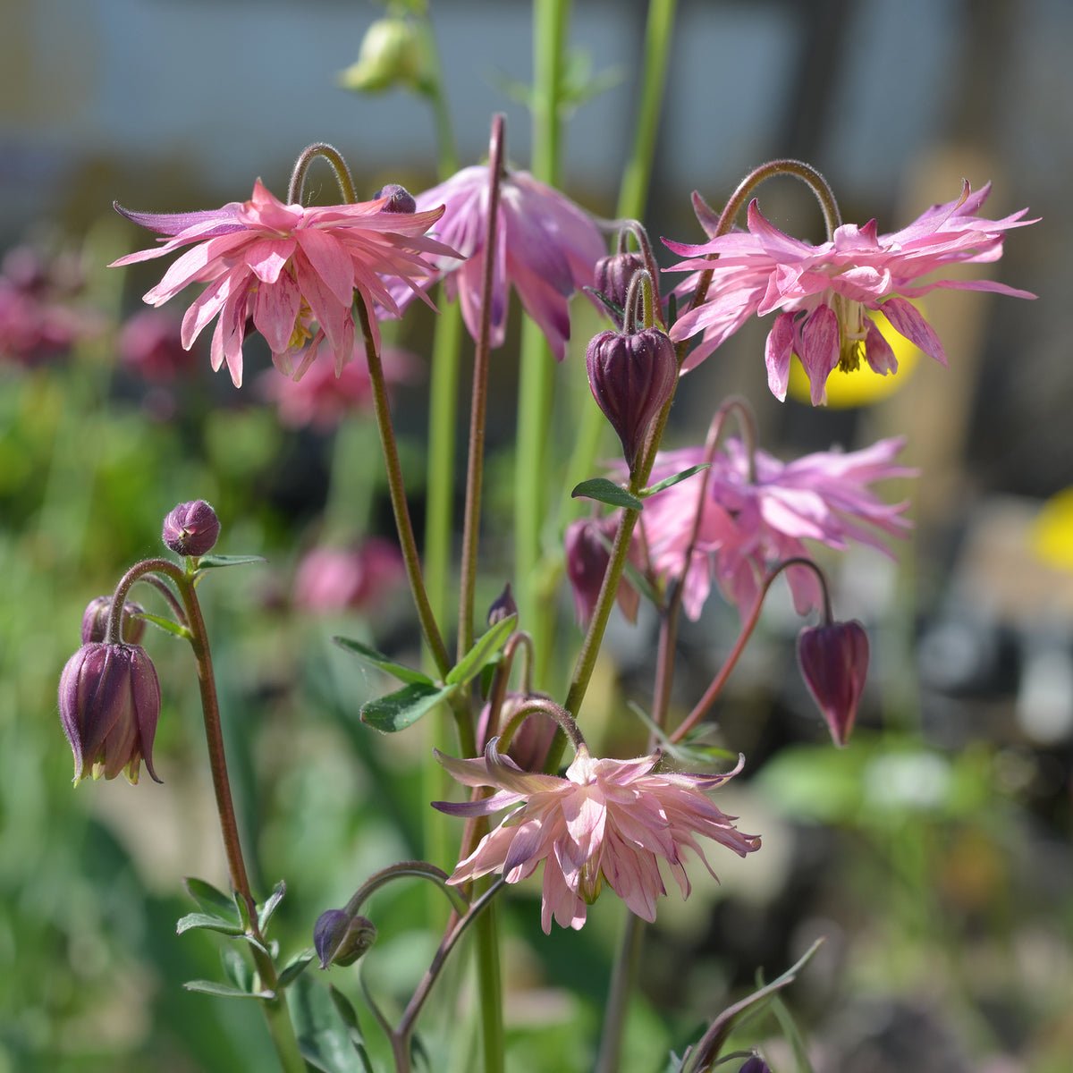 Akelei Barlow Rose - Aquilegia vulgaris Rose Barlow - Willemse