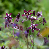 Akelei 'William Guiness' - Willemse