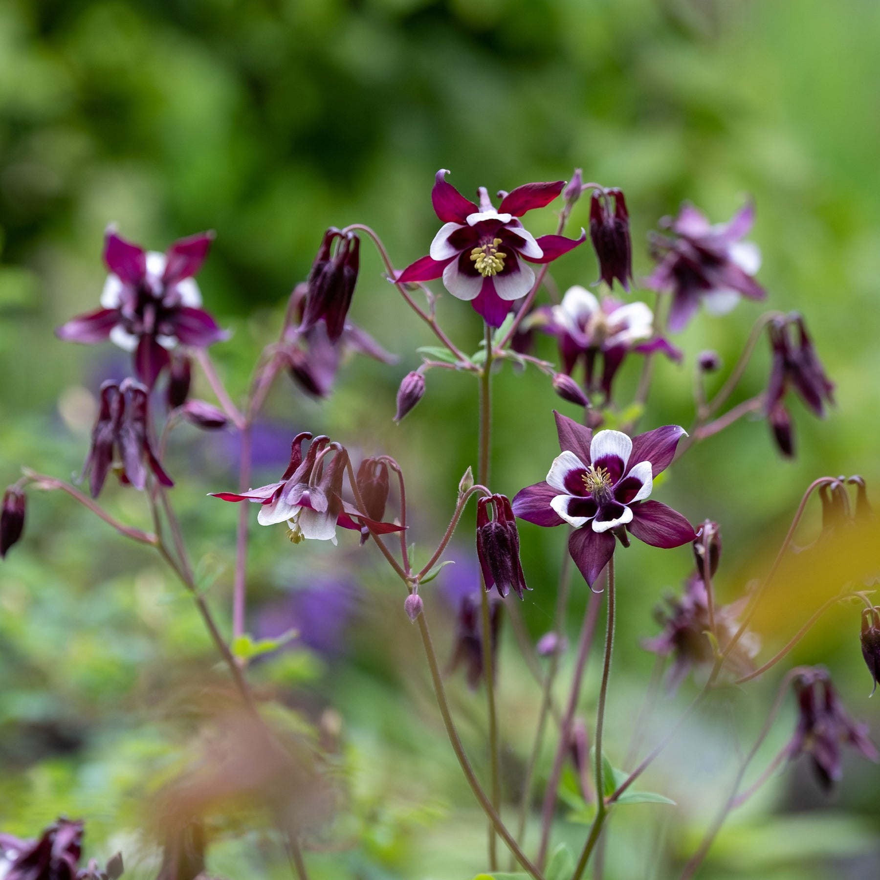 Akelei 'William Guiness' - Willemse