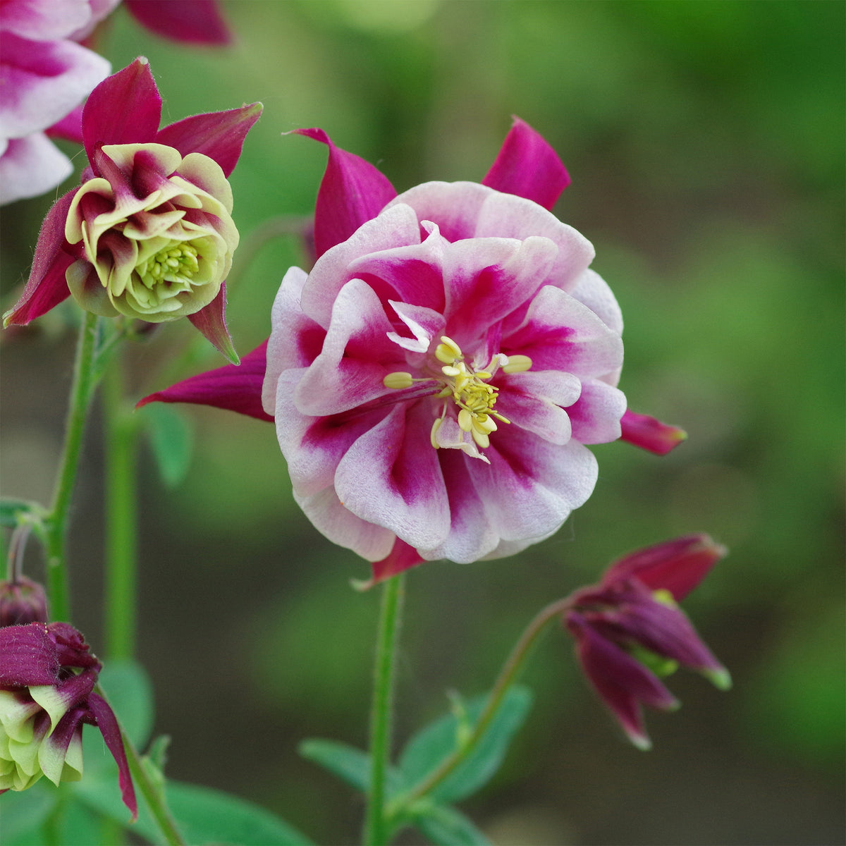 Akelei Winky Red White - Aquilegia winky double red-white  ( winky series ) - Willemse