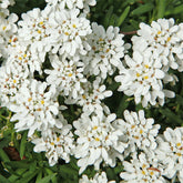 Scheefbloem 'Weisser Zwerg' - Iberis sempervirens 'weisser zwerg' - Willemse