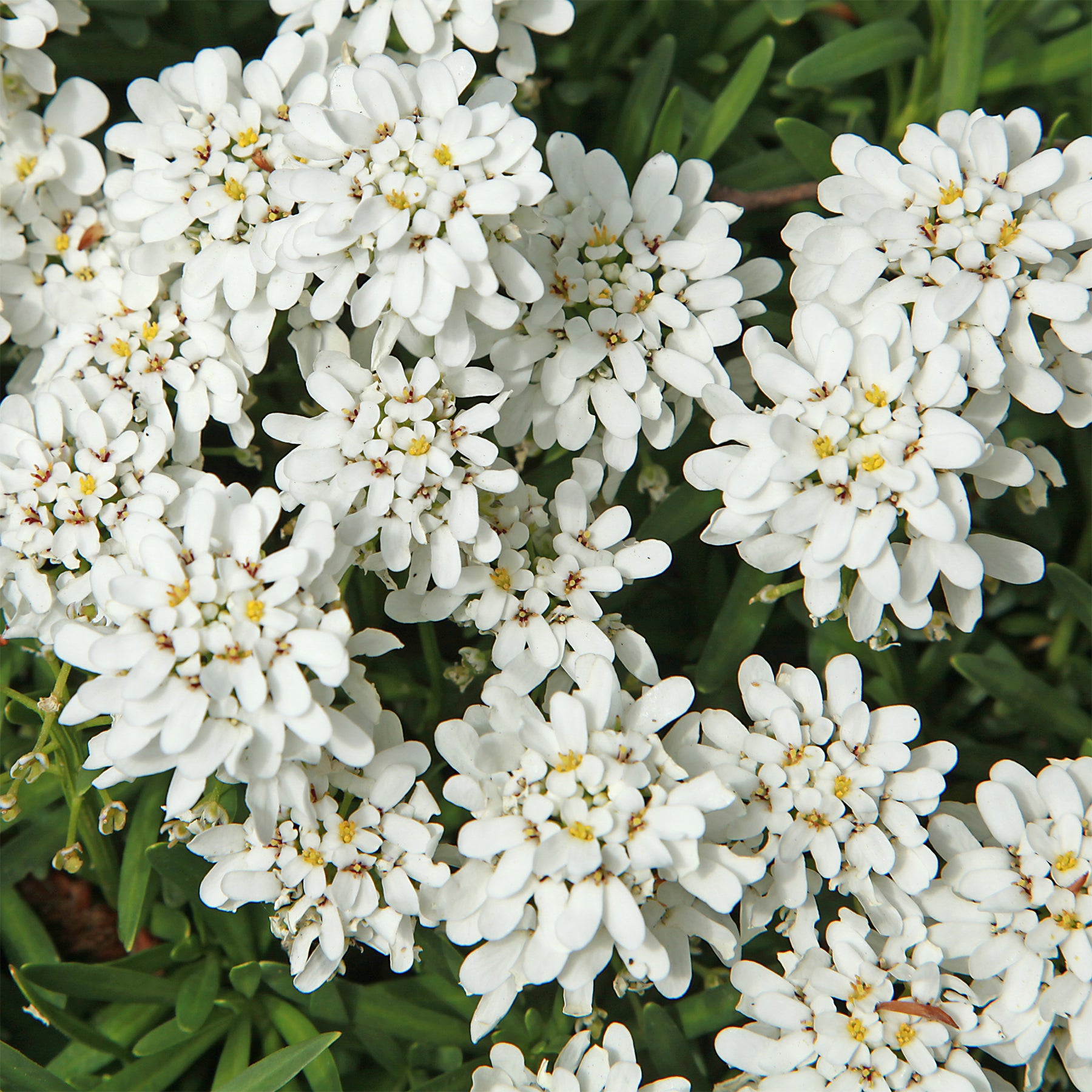 Scheefbloem 'Weisser Zwerg' - Iberis sempervirens 'weisser zwerg' - Willemse