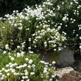 Iberis sempervirens 'weisser zwerg' - Scheefbloem 'Weisser Zwerg' - Scheefbloem